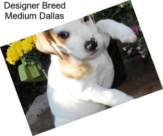 Designer Breed Medium Dallas