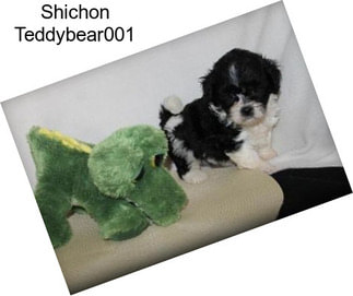 Shichon Teddybear001
