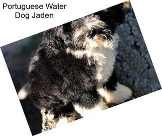 Portuguese Water Dog Jaden