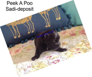 Peek A Poo Sadi-deposit