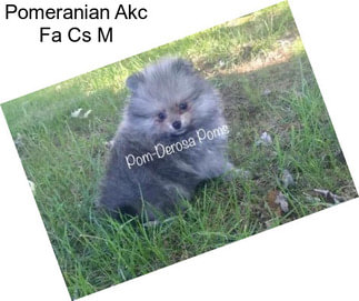 Pomeranian Akc Fa Cs M