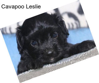 Cavapoo Leslie