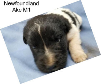 Newfoundland Akc M1