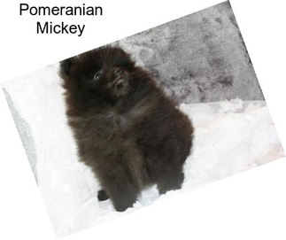 Pomeranian Mickey