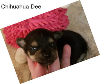 Chihuahua Dee