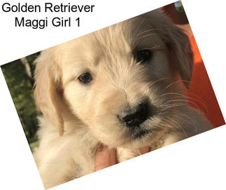 Golden Retriever Maggi Girl 1