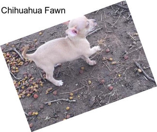 Chihuahua Fawn