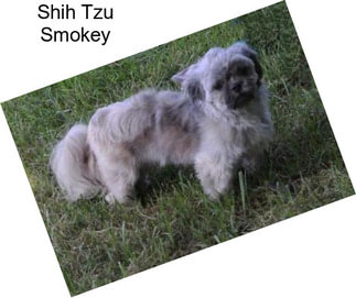 Shih Tzu Smokey