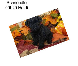 Schnoodle 09b20 Heidi