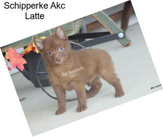 Schipperke Akc Latte