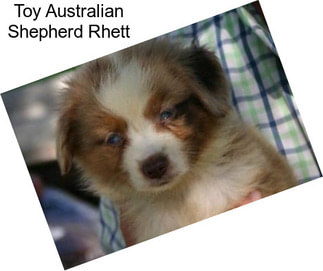Toy Australian Shepherd Rhett