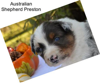 Australian Shepherd Preston