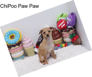 ChiPoo Paw Paw