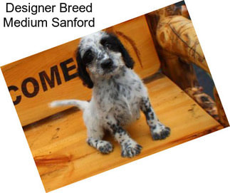 Designer Breed Medium Sanford