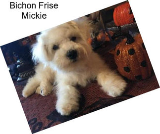 Bichon Frise Mickie