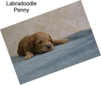 Labradoodle Penny