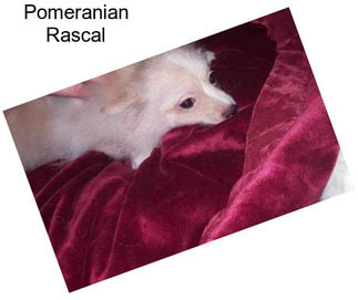Pomeranian Rascal