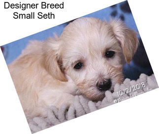 Designer Breed Small Seth