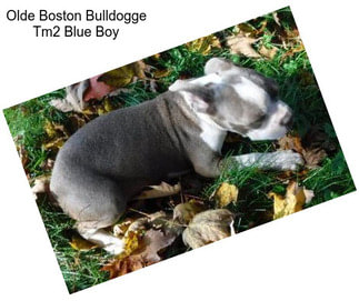 Olde Boston Bulldogge Tm2 Blue Boy