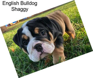 English Bulldog Shaggy