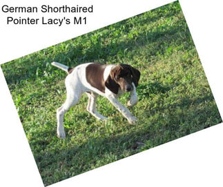 German Shorthaired Pointer Lacy\'s M1