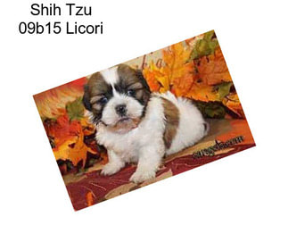 Shih Tzu 09b15 Licori