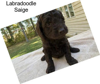 Labradoodle Saige