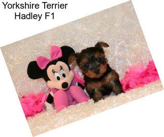 Yorkshire Terrier Hadley F1