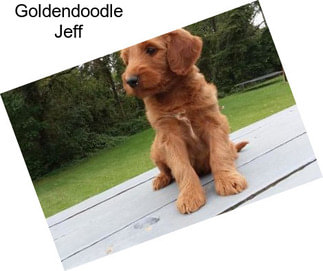 Goldendoodle Jeff