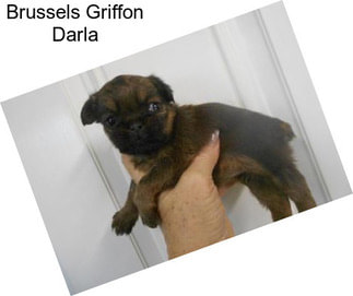 Brussels Griffon Darla