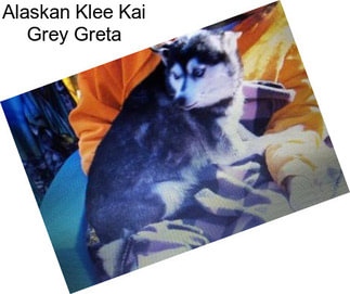 Alaskan Klee Kai Grey Greta