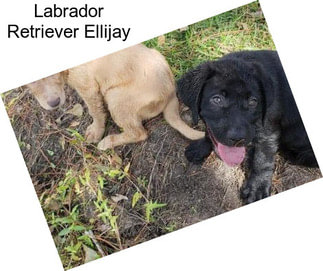 Labrador Retriever Ellijay