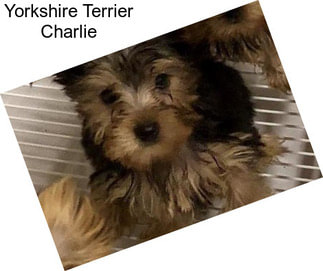 Yorkshire Terrier Charlie