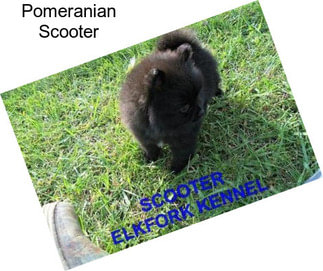 Pomeranian Scooter