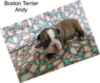 Boston Terrier Andy