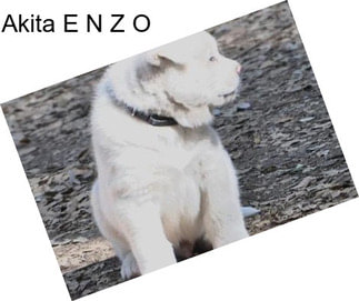 Akita E N Z O