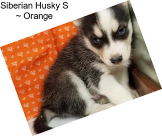 Siberian Husky S ~ Orange