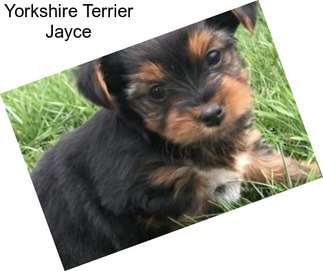 Yorkshire Terrier Jayce