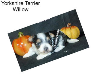 Yorkshire Terrier Willow