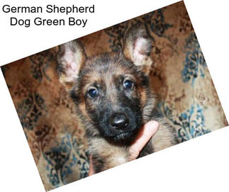 German Shepherd Dog Green Boy