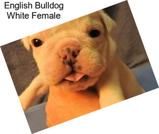 English Bulldog White Female