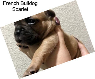 French Bulldog Scarlet