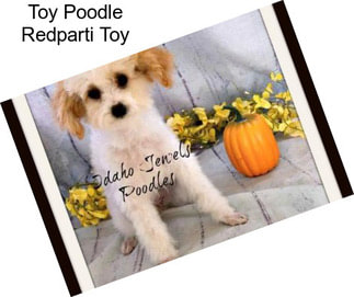 Toy Poodle Redparti Toy