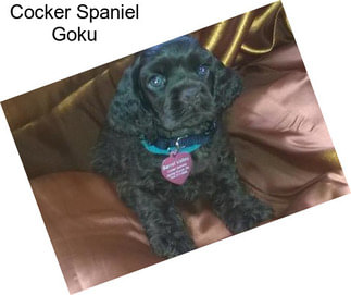 Cocker Spaniel Goku