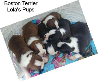 Boston Terrier Lola\'s Pups