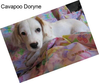 Cavapoo Doryne