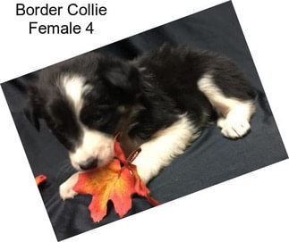 Border Collie Female 4