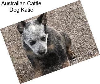 Australian Cattle Dog Katie