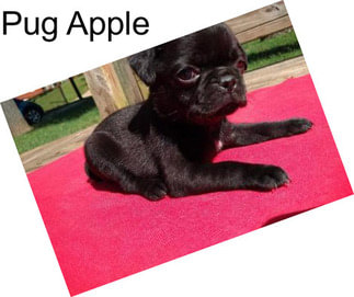 Pug Apple