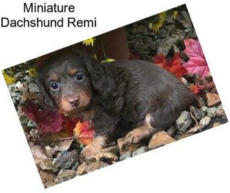 Miniature Dachshund Remi